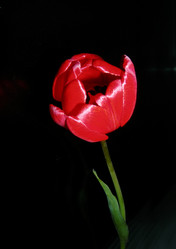 Similar image 242853