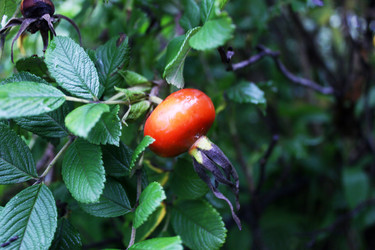 Similar image 242891