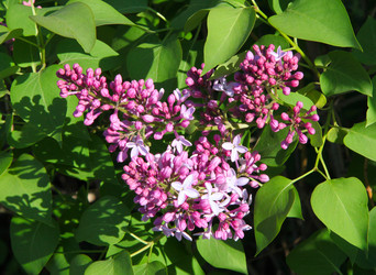 Similar image 242921