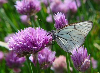 Similar image 242977