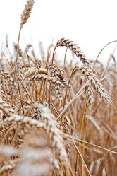 Similar image 242980