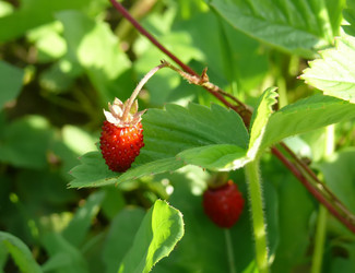 Similar image 243285