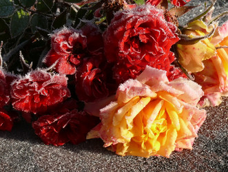 Similar image 243291