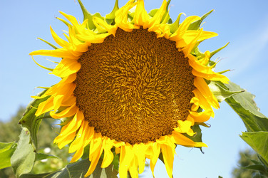 Similar image 243305