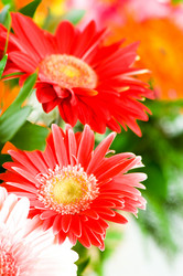 Similar image 243395