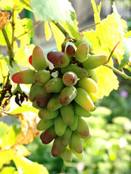 Similar image 243540