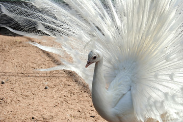 Similar image 243590