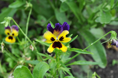 Similar image 243691