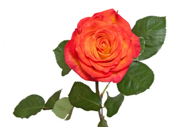 Similar image 243747