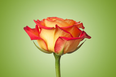 Similar image 243748