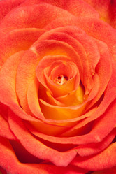 Similar image 243752