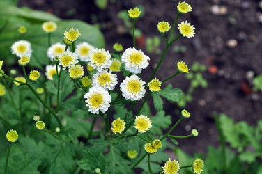 Similar image 243850