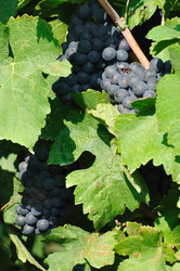 Similar image 243878