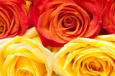 Similar image 244091