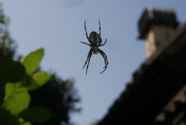 Similar image 244100