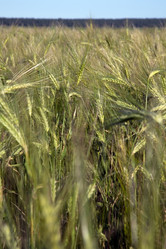 Similar image 244121