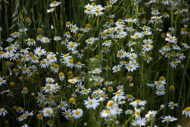 Similar image 244388