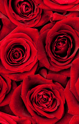 Similar image 244499