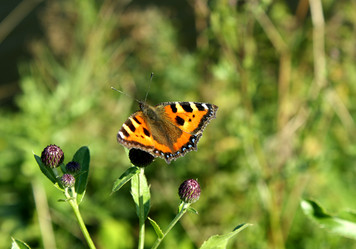 Similar image 244551