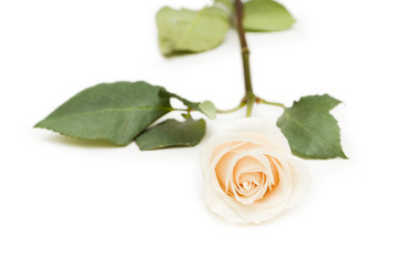 Similar image 244646