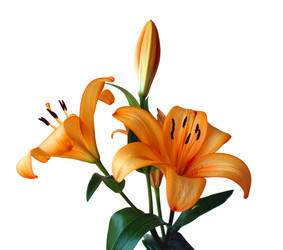 Similar image 244655