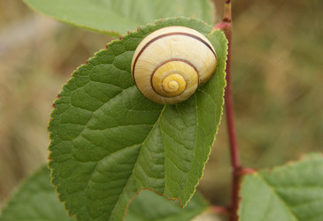 Similar image 244814