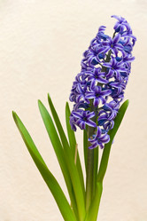 Similar image 244853