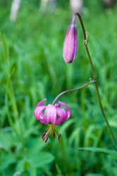 Similar image 245244