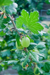 Similar image 245245