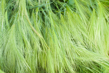 Similar image 245294