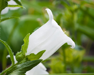 Similar image 245303