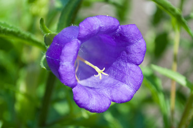 Similar image 245305