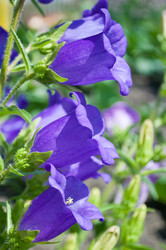 Similar image 245318