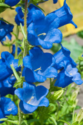 Similar image 245322