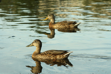 Similar image 245486