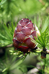 Similar image 245541