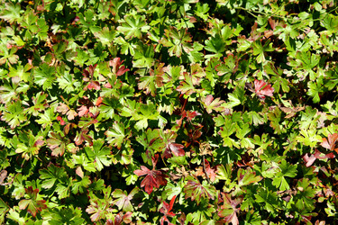 Similar image 245556