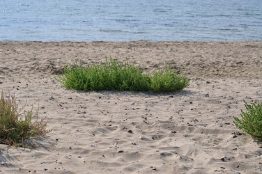 Similar image 245917