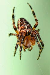 Similar image 245963