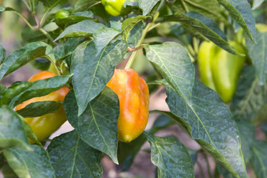 Similar image 245976