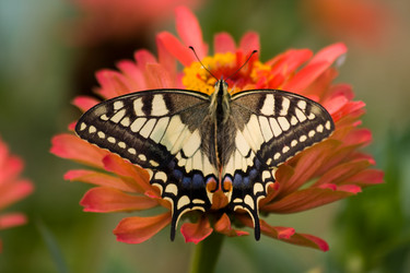 Similar image 246234