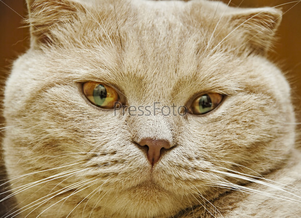 Фотография на тему Шотландский вислоухий кот | PressFoto