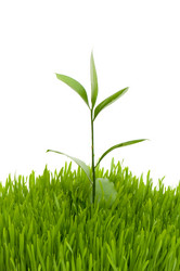 Similar image 246738