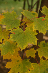 Similar image 247292