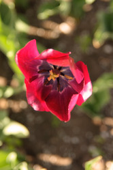 Similar image 247294