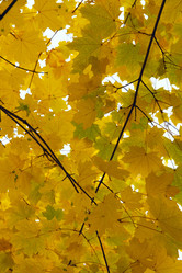 Similar image 247302