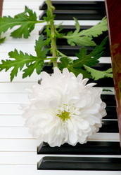 Similar image 247737