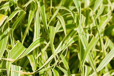 Similar image 247915