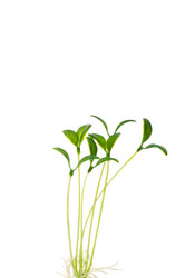 Similar image 249076