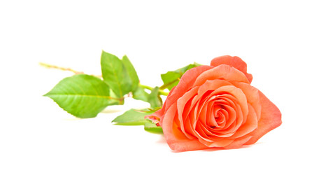 Similar image 249665